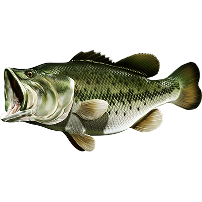 Largemouth Bass 3 nalepke, samolepilne - AUR077-Life-decor.si