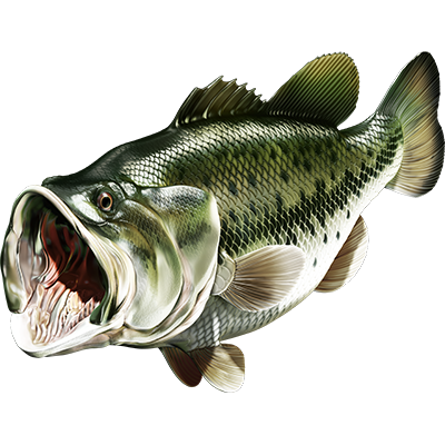 Largemouth Bass 3 nalepke, samolepilne - AUR077-Life-decor.si