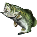 Largemouth Bass 3 nalepke, samolepilne - AUR077-Life-decor.si