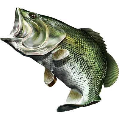Largemouth Bass 3 nalepke, samolepilne - AUR077-Life-decor.si