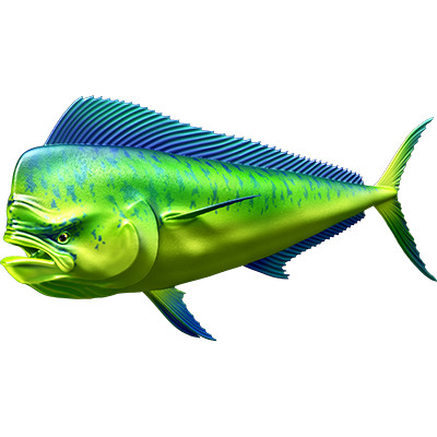 Mahi Mahi 2 nalepke, samolepilne - AUR081-Life-decor.si