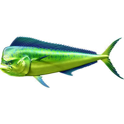 Mahi Mahi 2 nalepke, samolepilne - AUR081-Life-decor.si