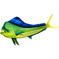 Mahi Mahi nalepke, samolepilne - AUR080-Life-decor.si
