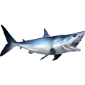 Mako Shark nalepke, samolepilne - AUR082-Life-decor.si