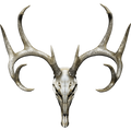 Nalepka Jelen - Buck Skull. AUR169-Life-decor.si