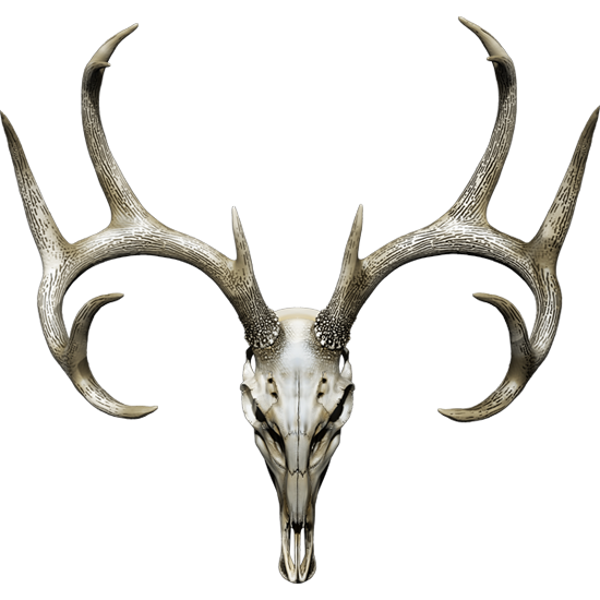 Nalepka Jelen - Buck Skull. AUR169-Life-decor.si