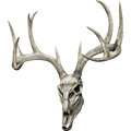 Nalepka Jelen - Buck Skull. AUR170-Life-decor.si