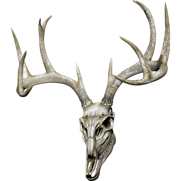 Nalepka Jelen - Buck Skull. AUR170-Life-decor.si