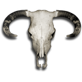 Nalepka Jelen - Buck Skull. AUR171-Life-decor.si