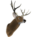 Nalepka Jelen - Buck. AUR166-Life-decor.si