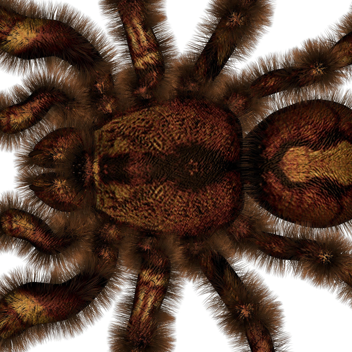 Nalepke Tarantula za avto ali motor. AUR021-Life-decor.si