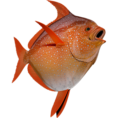 Opah nalepke, samolepilne - AUR086-Life-decor.si