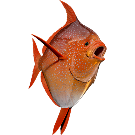 Opah nalepke, samolepilne - AUR086-Life-decor.si