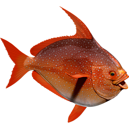Opah nalepke, samolepilne - AUR086-Life-decor.si