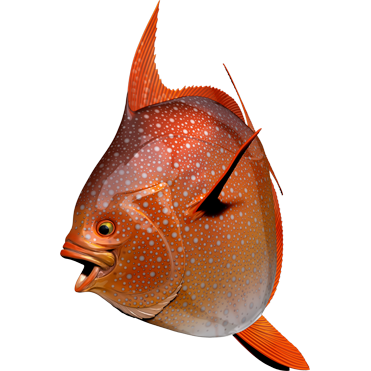 Opah nalepke, samolepilne - AUR086-Life-decor.si