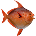 Opah nalepke, samolepilne - AUR086-Life-decor.si
