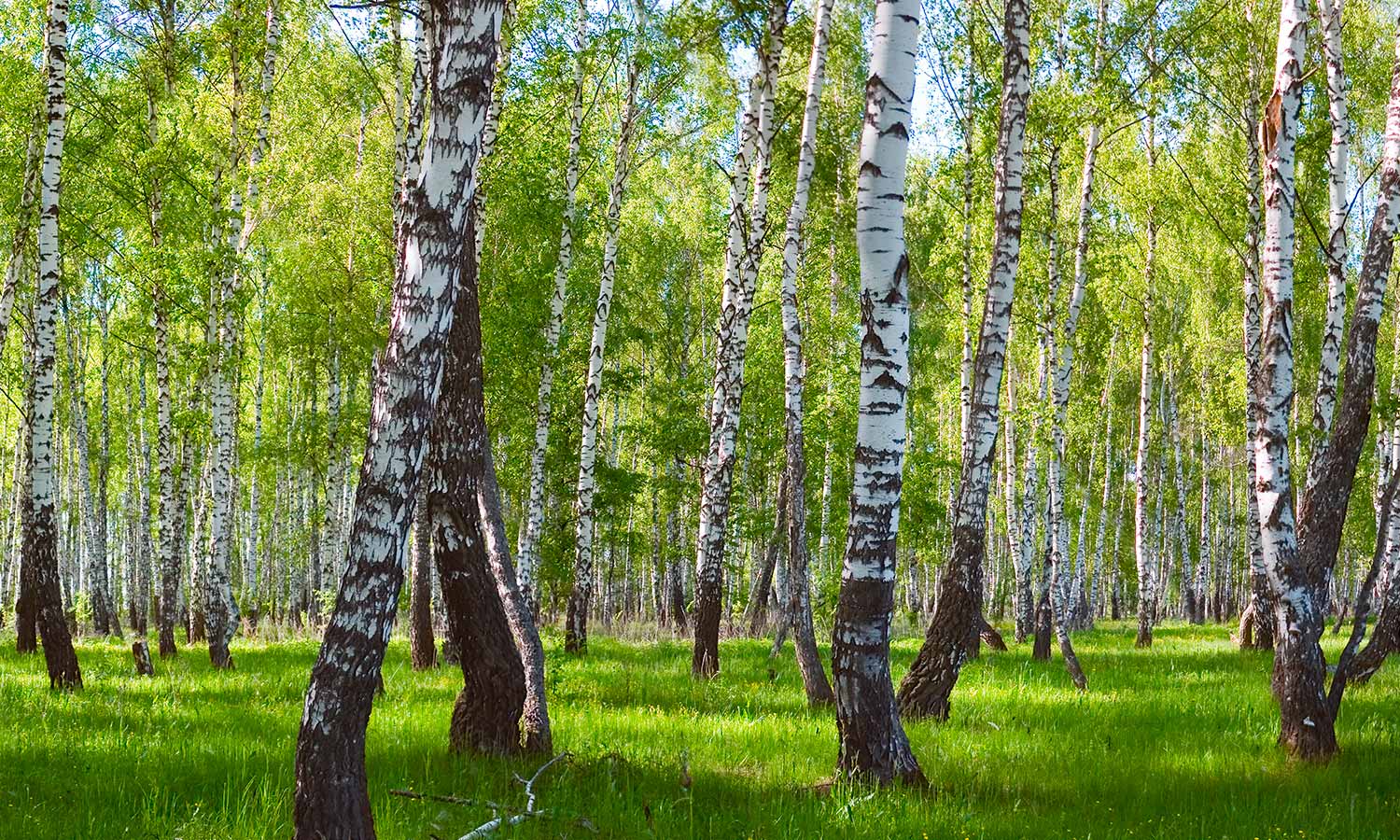 Plošče za kuhinje Forest landscape - PVC plošče / Pleksi steklo - s tiskom za kuhinjo, Zidne obloge PKU020-Life-decor.si