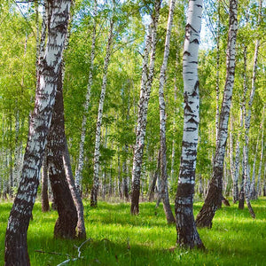 Plošče za kuhinje Forest landscape - PVC plošče / Pleksi steklo - s tiskom za kuhinjo, Zidne obloge PKU020-Life-decor.si