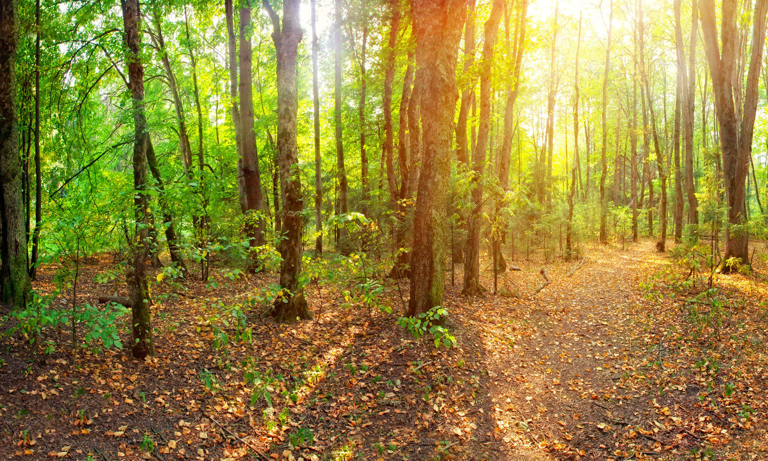 Plošče za kuhinje Forest - PVC plošče / Pleksi steklo - s tiskom za kuhinjo, Zidne obloge PKU210-Life-decor.si