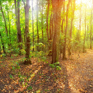 Plošče za kuhinje Forest - PVC plošče / Pleksi steklo - s tiskom za kuhinjo, Zidne obloge PKU210-Life-decor.si