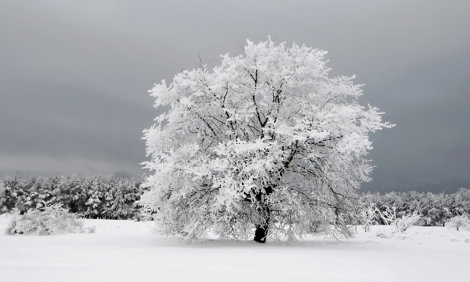 Plošče za kuhinje Frozen tree - PVC plošče / Pleksi steklo - s tiskom za kuhinjo, Zidne obloge PKU334-Life-decor.si