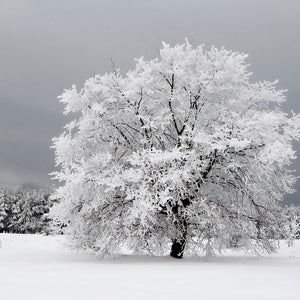 Plošče za kuhinje Frozen tree - PVC plošče / Pleksi steklo - s tiskom za kuhinjo, Zidne obloge PKU334-Life-decor.si