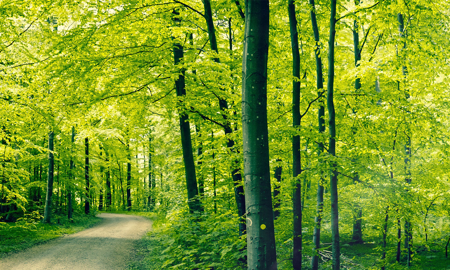 Plošče za kuhinje Green forest - PVC plošče / Pleksi steklo - s tiskom za kuhinjo, Zidne obloge PKU205-Life-decor.si