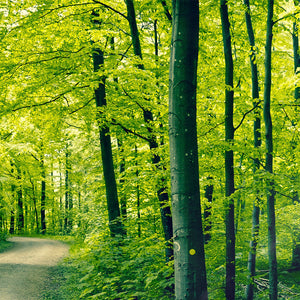 Plošče za kuhinje Green forest - PVC plošče / Pleksi steklo - s tiskom za kuhinjo, Zidne obloge PKU205-Life-decor.si