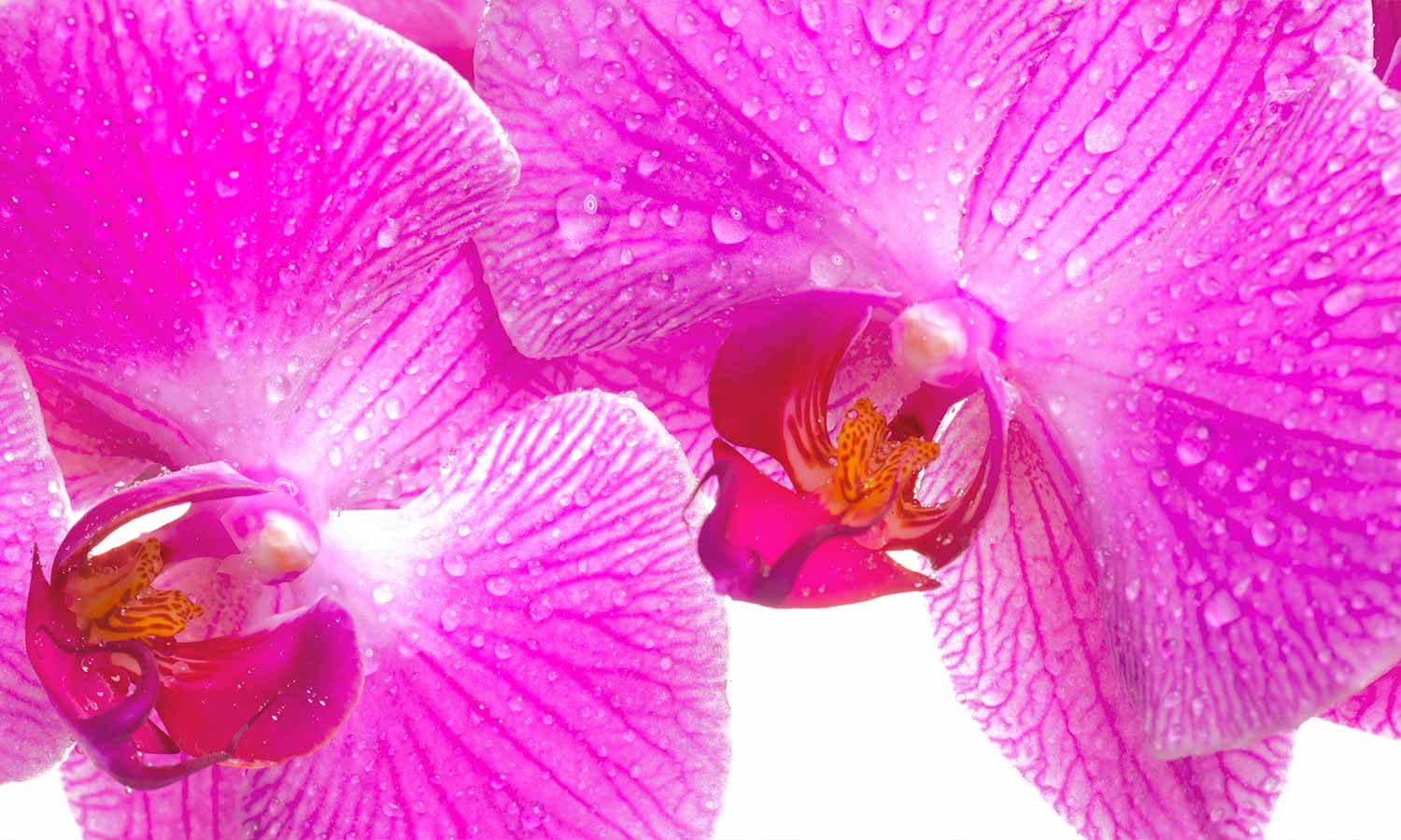 Plošče za kuhinje Orchid flower- PVC plošče / Pleksi steklo - s tiskom za kuhinjo, Zidne obloge PKU026-Life-decor.si