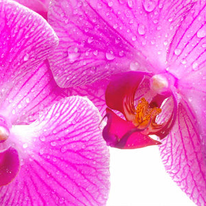 Plošče za kuhinje Orchid flower- PVC plošče / Pleksi steklo - s tiskom za kuhinjo, Zidne obloge PKU026-Life-decor.si