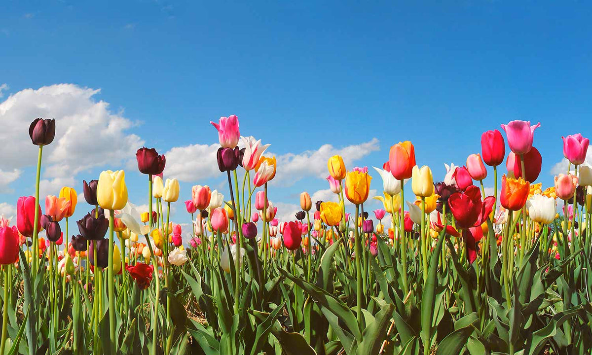 Plošče za kuhinje Panorama tulip field - PVC plošče / Pleksi steklo - s tiskom za kuhinjo, Zidne obloge PKU029-Life-decor.si