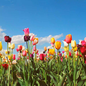 Plošče za kuhinje Panorama tulip field - PVC plošče / Pleksi steklo - s tiskom za kuhinjo, Zidne obloge PKU029-Life-decor.si