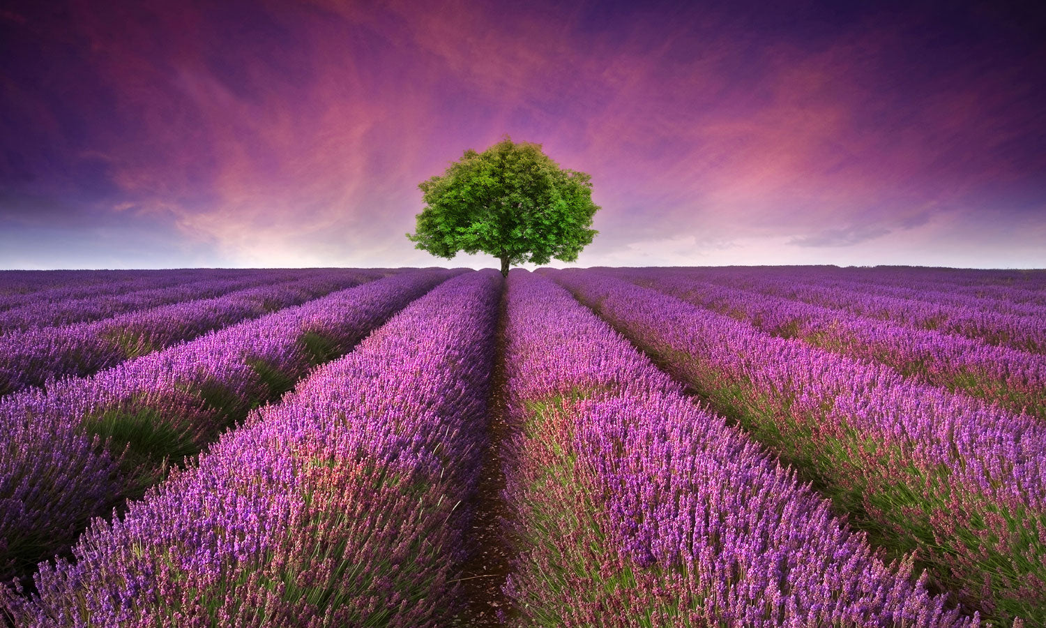 Plošče za kuhinje Stunning lavender field - PVC plošče / Pleksi steklo - s tiskom za kuhinjo, Zidne obloge PKU217-Life-decor.si