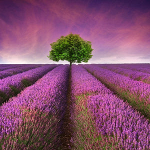 Plošče za kuhinje Stunning lavender field - PVC plošče / Pleksi steklo - s tiskom za kuhinjo, Zidne obloge PKU217-Life-decor.si