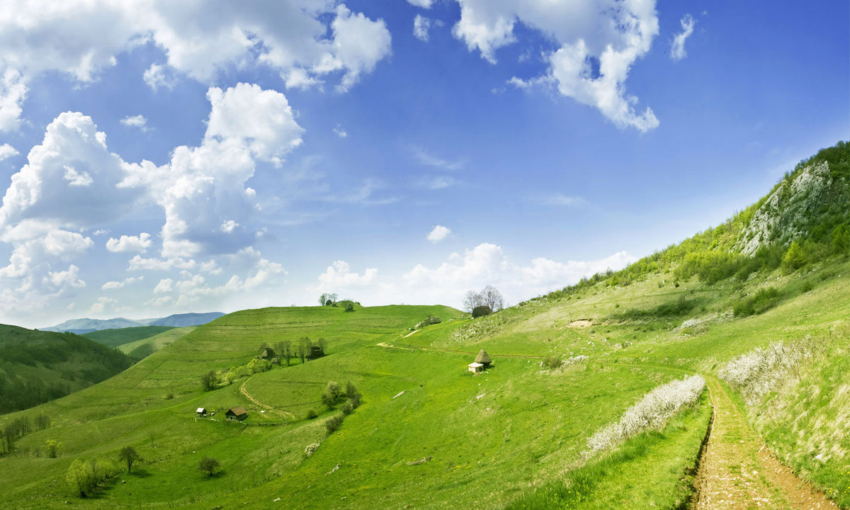 Plošče za kuhinje Summer scene - PVC plošče / Pleksi steklo - s tiskom za kuhinjo, Zidne obloge PKU215-Life-decor.si