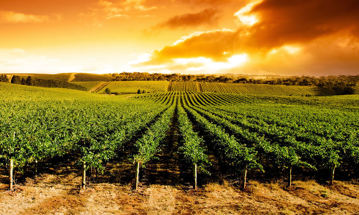 Plošče za kuhinje Sunset Vineyard Panorama - PVC plošče / Pleksi steklo - s tiskom za kuhinjo, Zidne obloge PKU237-Life-decor.si