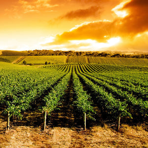 Plošče za kuhinje Sunset Vineyard Panorama - PVC plošče / Pleksi steklo - s tiskom za kuhinjo, Zidne obloge PKU237-Life-decor.si