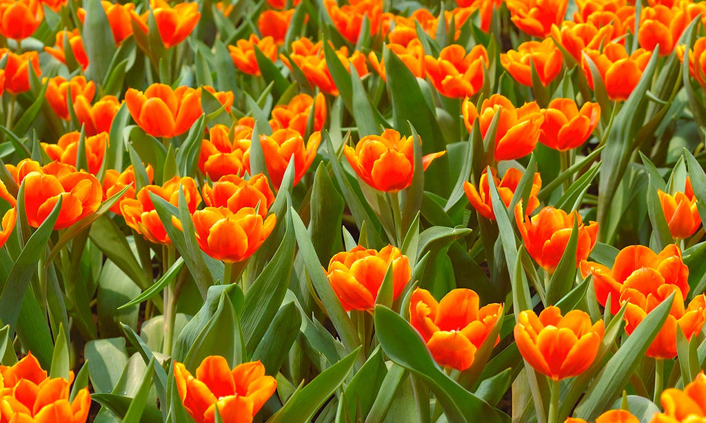 Plošče za kuhinje Tulips - PVC plošče / Pleksi steklo - s tiskom za kuhinjo, Zidne obloge PKU018-Life-decor.si