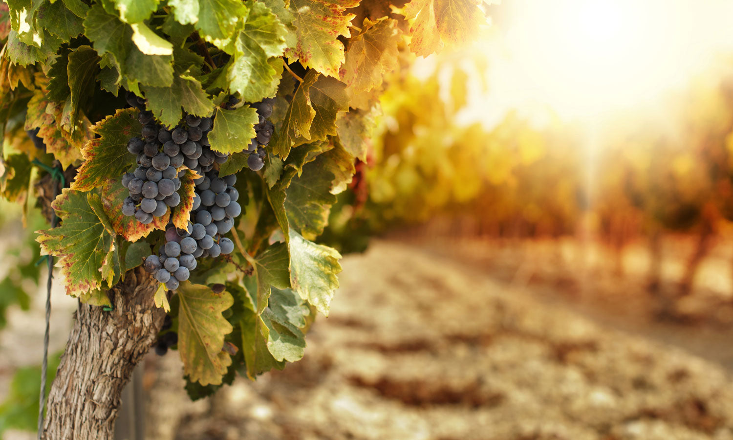 Plošče za kuhinje Vineyards at sunset - PVC plošče / Pleksi steklo - s tiskom za kuhinjo, Zidne obloge PKU192-Life-decor.si