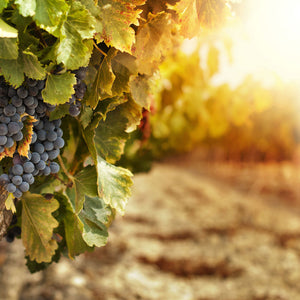 Plošče za kuhinje Vineyards at sunset - PVC plošče / Pleksi steklo - s tiskom za kuhinjo, Zidne obloge PKU192-Life-decor.si