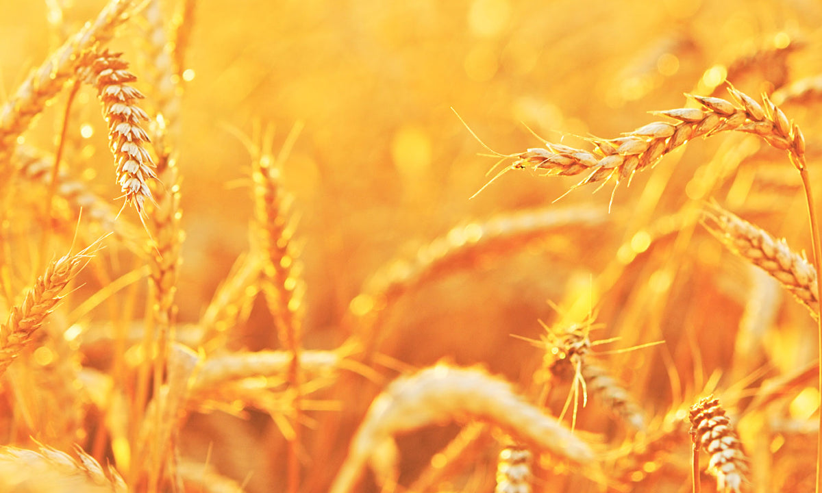 Plošče za kuhinje Wheat field - PVC plošče / Pleksi steklo - s tiskom za kuhinjo, Zidne obloge PKU017-Life-decor.si