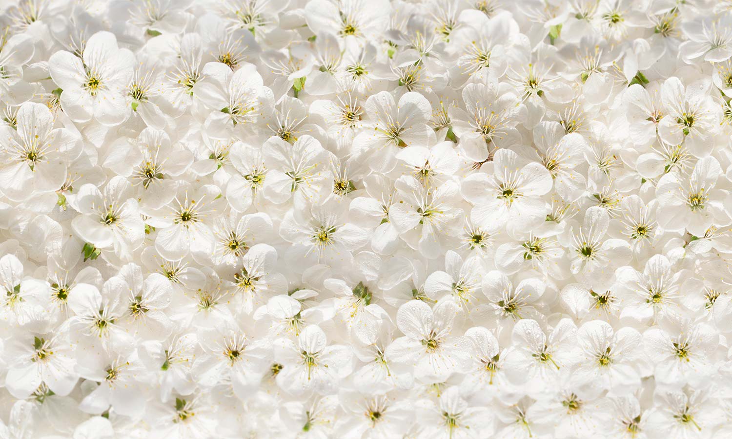 Plošče za kuhinje White cherry flowers - PVC plošče / Pleksi steklo - s tiskom za kuhinjo, Zidne obloge PKU023-Life-decor.si