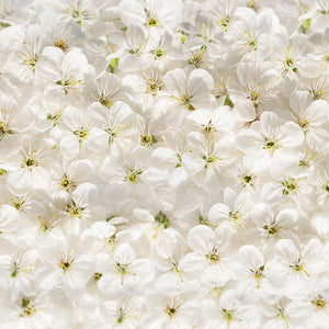 Plošče za kuhinje White cherry flowers - PVC plošče / Pleksi steklo - s tiskom za kuhinjo, Zidne obloge PKU023-Life-decor.si