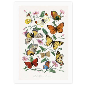 Butterfly & moth painting. Digitally enhanced from our own 1842 edition of Le Jardin Des Plantes by Paul Gervais, poster  PS006