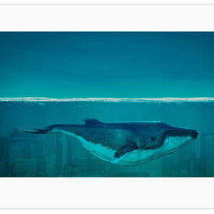 Whale in the ocean, poster  PS011