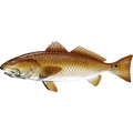 Redfish nalepke, samolepilne - AUR089-Life-decor.si