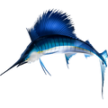 Sailfish 3 nalepke, samolepilne - AUR094-Life-decor.si