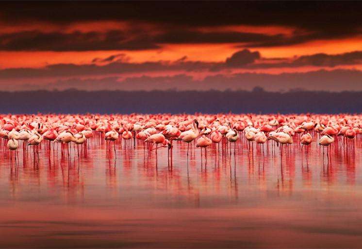 Samolepilne stenske Fototapeta African flamingos SW321-Life-decor.si