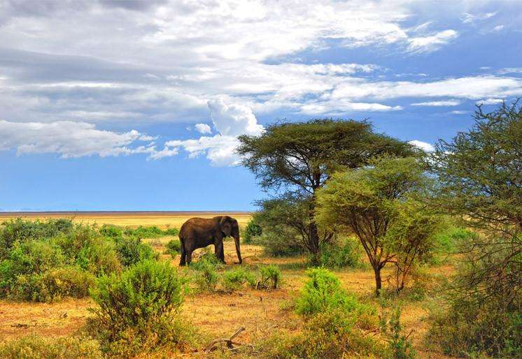 Samolepilne stenske Fototapeta African wildlife SW331-Life-decor.si