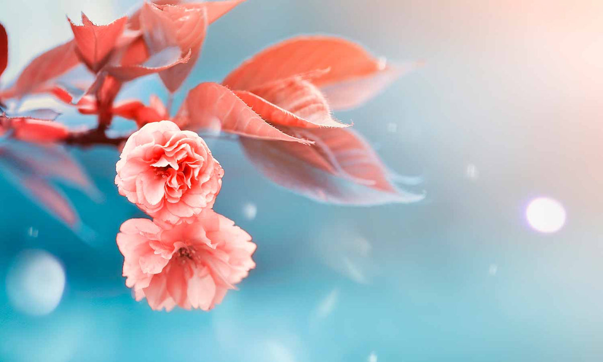 Samolepilne stenske Fototapeta Art Flower SW696-Life-decor.si